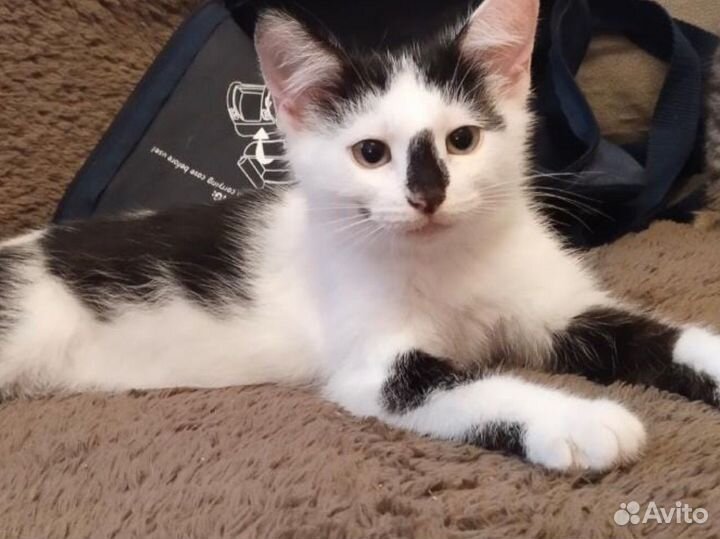 Котенок в добрые руки