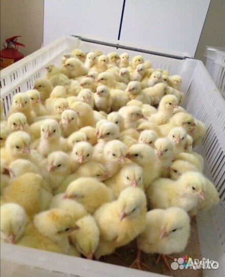 Суточный бройлер и утка оптом
