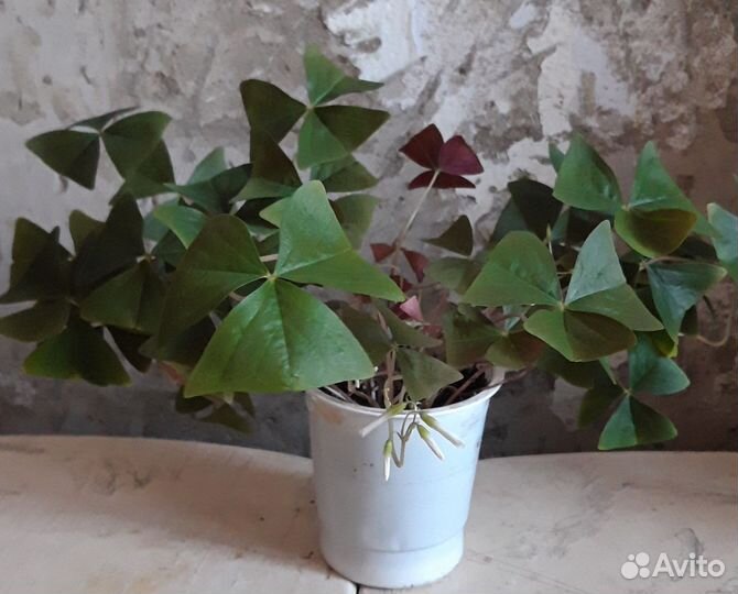 Комнатные цветы