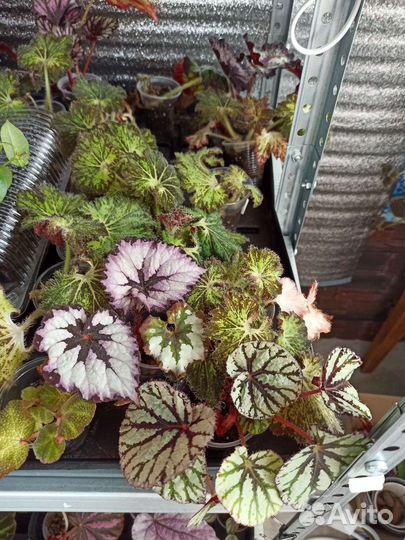 Комнатные растения