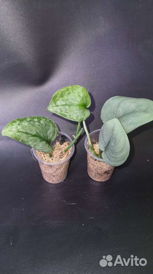 Сциндапсусы