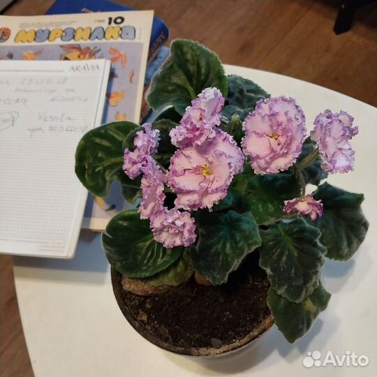 Узамбарская фиалка листочки красула хлорофитум