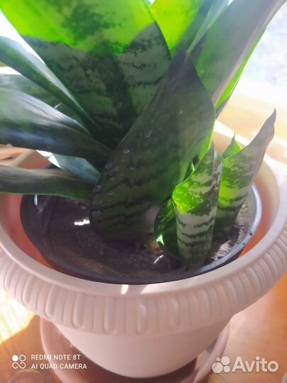 Сансевиерия