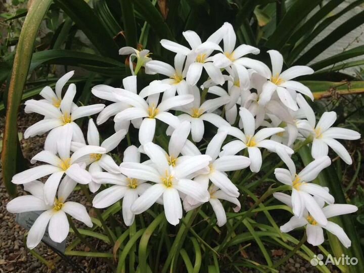 Зефирантес