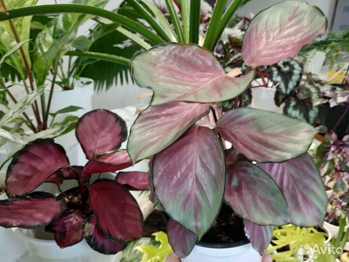 Комнатные разные