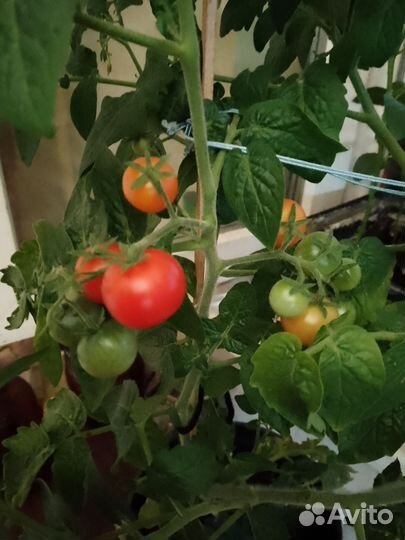 Рассада томата болконного можно и в открытый грунт