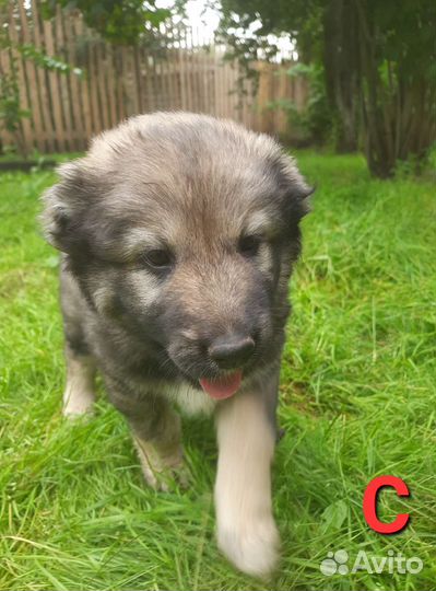 Среднеазиатская овчарка алабай щенки