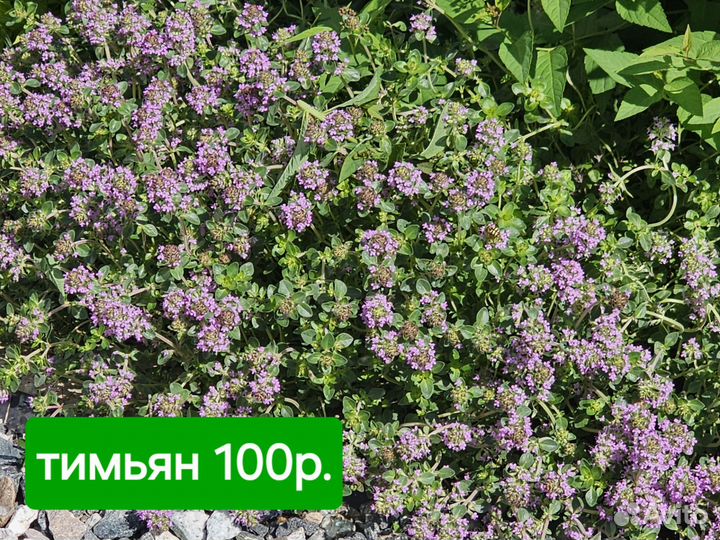Многолетники для сада цветы