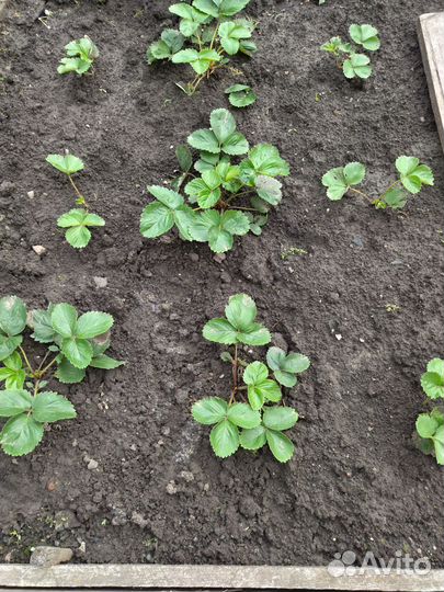 Виктория 4 вида