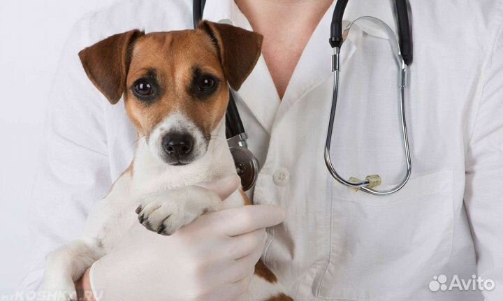 Услуга вакцинации собак и кошек