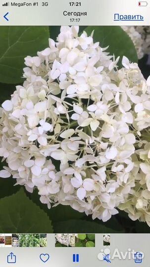 Белые гортензии. Бронь на осень