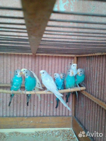 Волнистые попугайчики