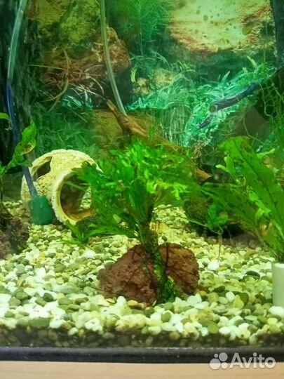 Растения, обмен