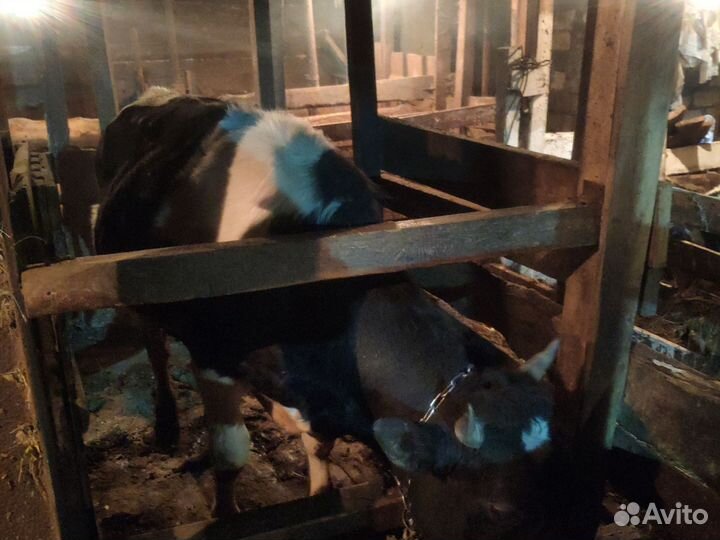 Быки на мясо