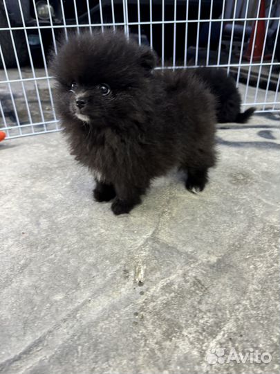 Померанский шпиц мини девочки