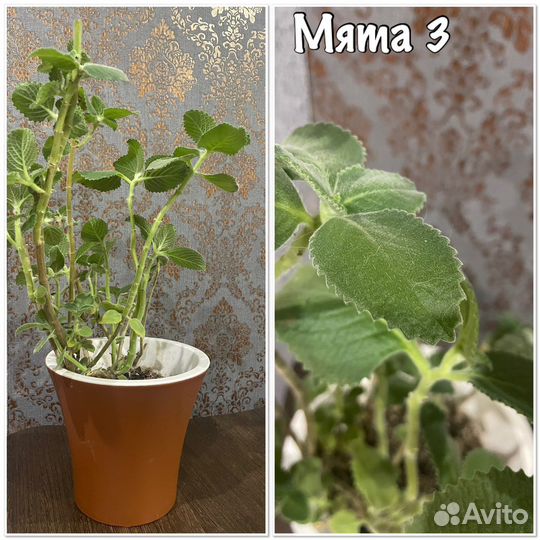 Домашние цветы