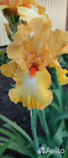 Ирис