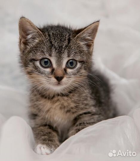 Котята 1,5 мес