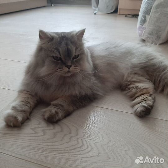 Кошечка ищет дом