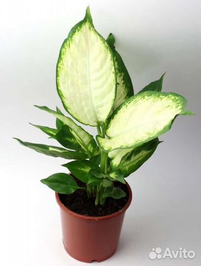 Диффенбахия Камилла