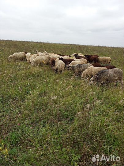 Продается Овцы 36 голов