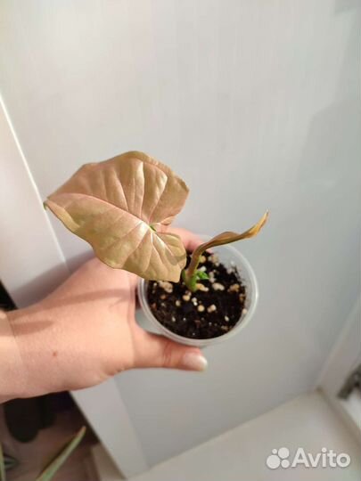 Комнатные цветы