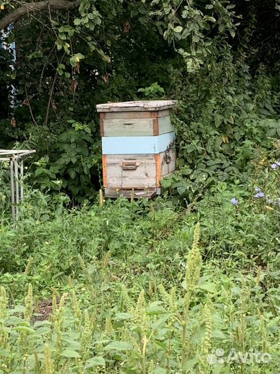 Пчелосемьи