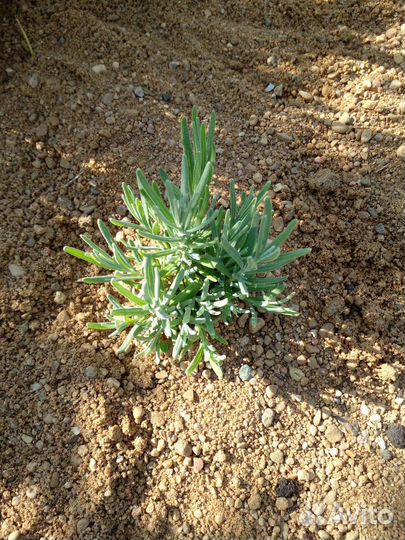 Лаванда саженцы, семена