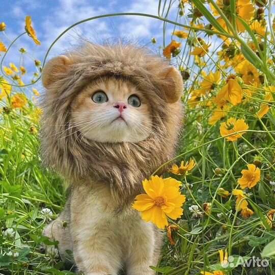 Львиная шапка для кота