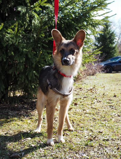 Альфа ищет дом и хозяина, в добрые руки собака