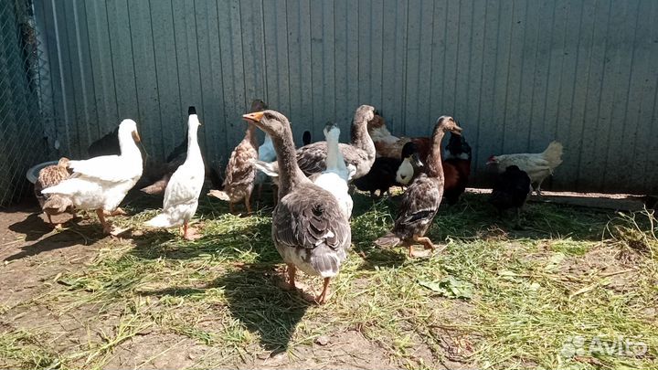 Разная птица