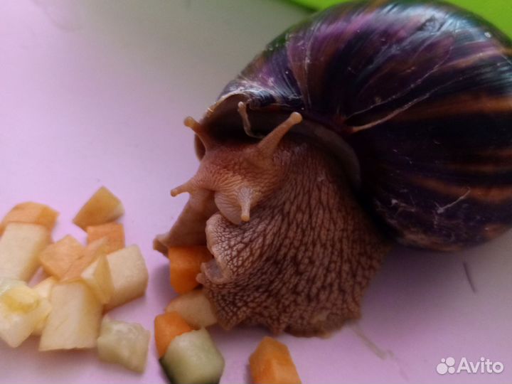 Улитки ахатины