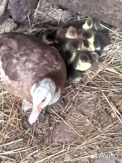 Мускусные утки