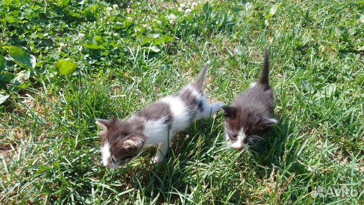 Отдам котят в добрые руки