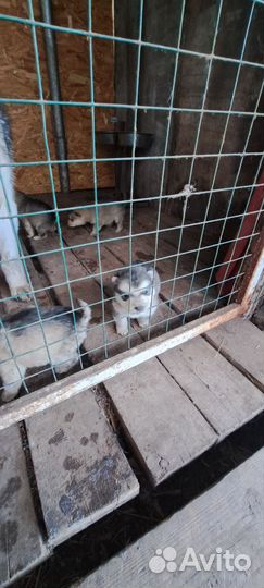 Щенки аляскинского маламута
