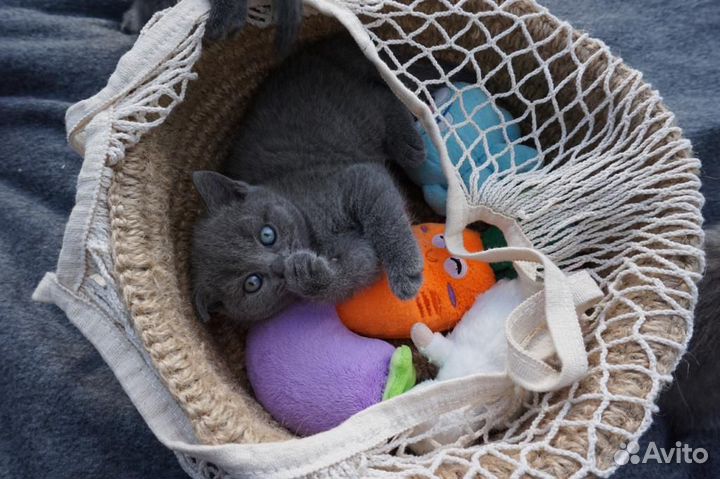 Вязка мраморный британец