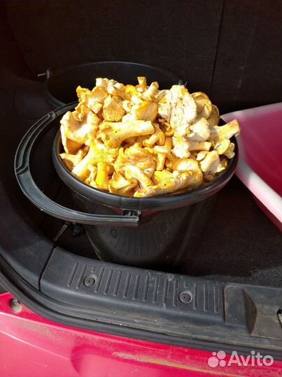 Грибы лисички свежие заказ