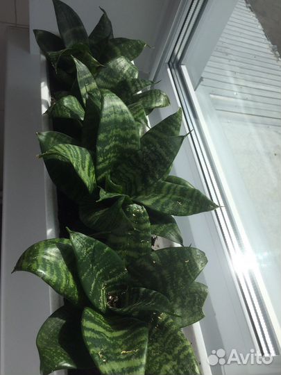 Сансевиерия