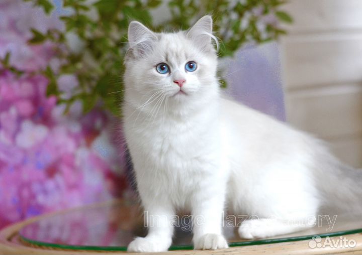 Котёнок из питомника