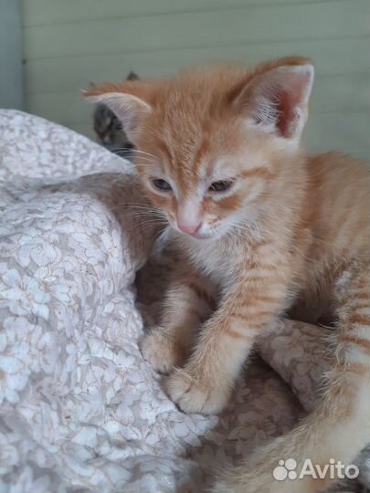 Котята