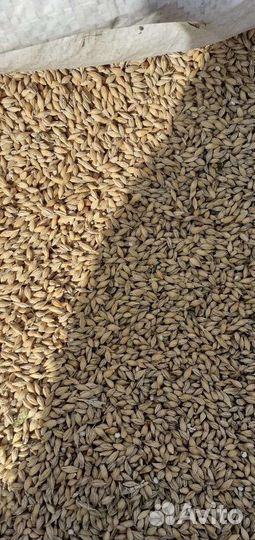 Продажа ячменя