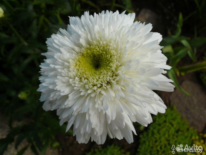 Цветы для сада