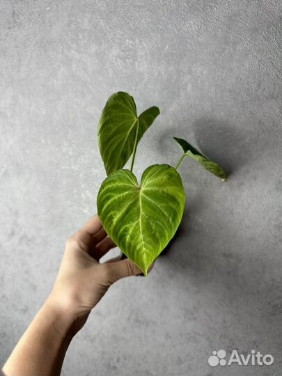 Филодендрон веррукозум бородавчатый