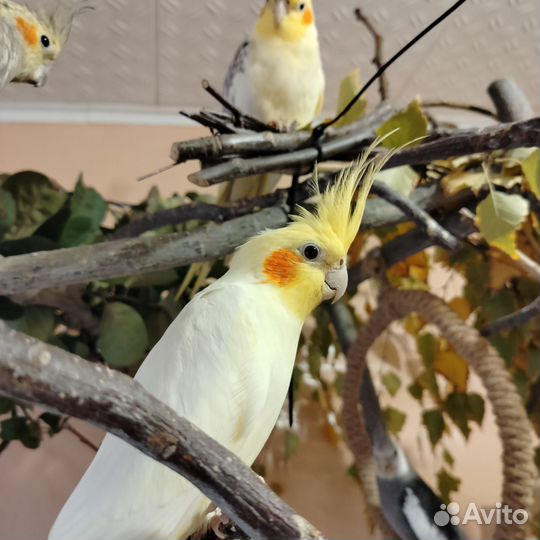 Попугай корелла