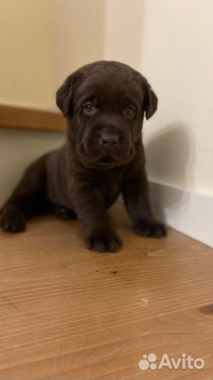 Шоколадные малыши