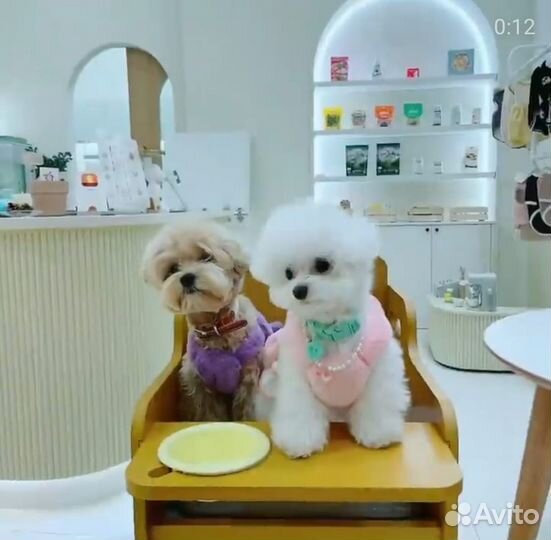 Мальтипушечки ф1