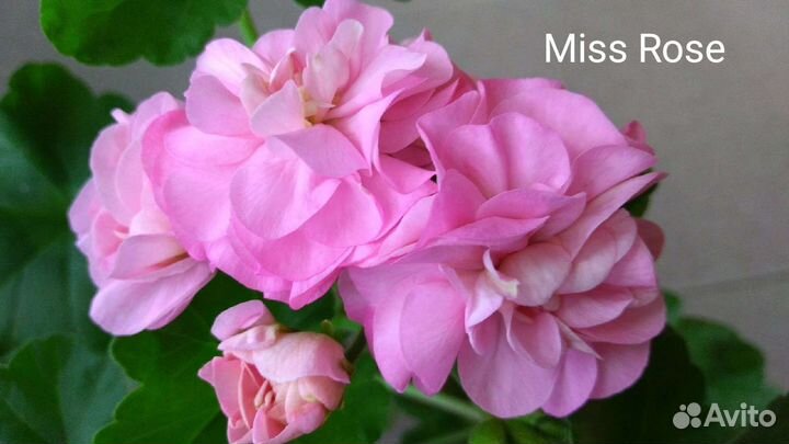 Сортовые пеларгонии