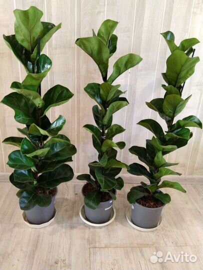 Фикус лирата бамбино 19/100