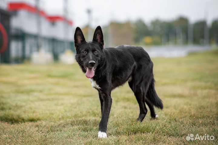 Бутч из приюта ищет дом