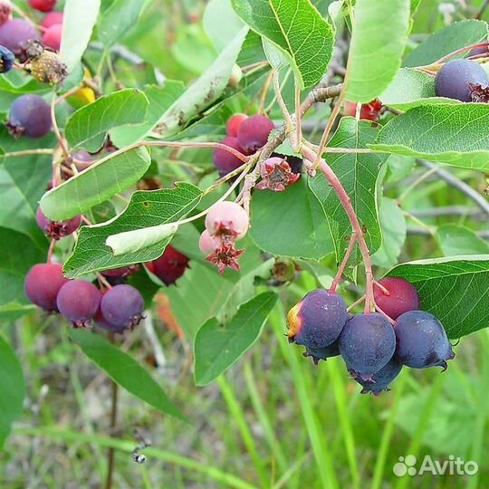 Саженцы Ирга Сирень Каштан Клубника И Другие